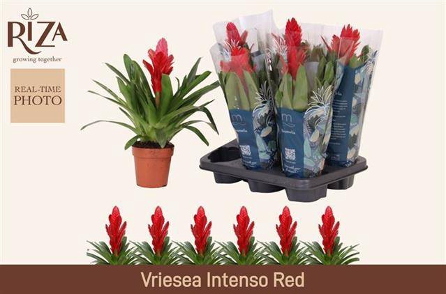 Vriesea Intenso Red 12Ø 40cm