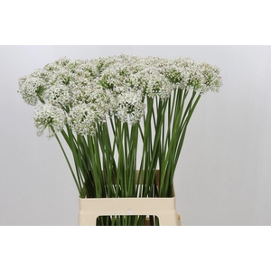 ALLIUM TUBEROSUM ALLIUM TUBEROSUM