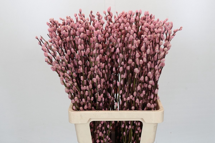 <h4>Salix Caprea Snow Flake P. Pink</h4>