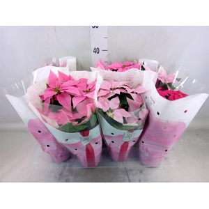 Euphorbia pulc. 'Princ'  ..mix