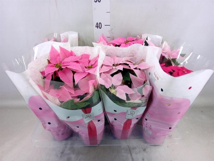 <h4>Euphorbia pulc. 'Princ'  ..mix</h4>