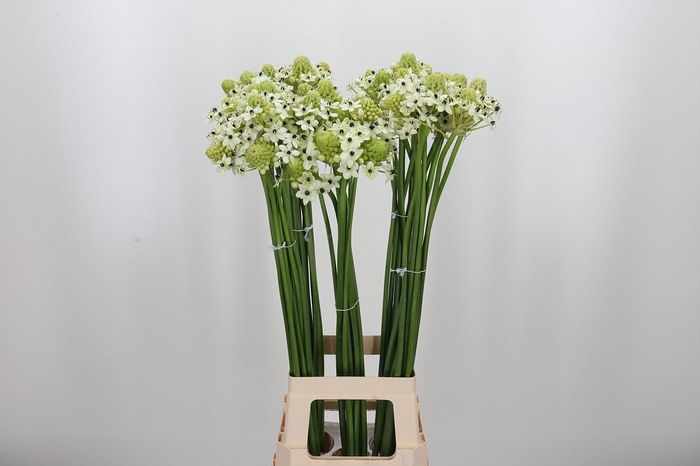<h4>Ornithogalum Saundersiae</h4>