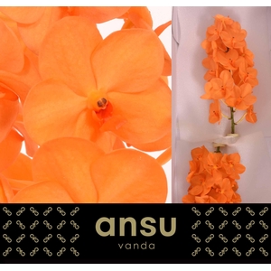 Vanda Princess Orange X25