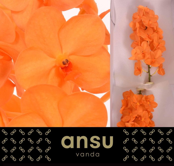 <h4>Vanda Princess Orange X25</h4>