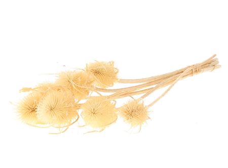 <h4>DRIED CARDI STELLA SLEEVED BLEACHED</h4>