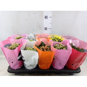 Kalanchoe blos.   ..rosebud rs fl 5
