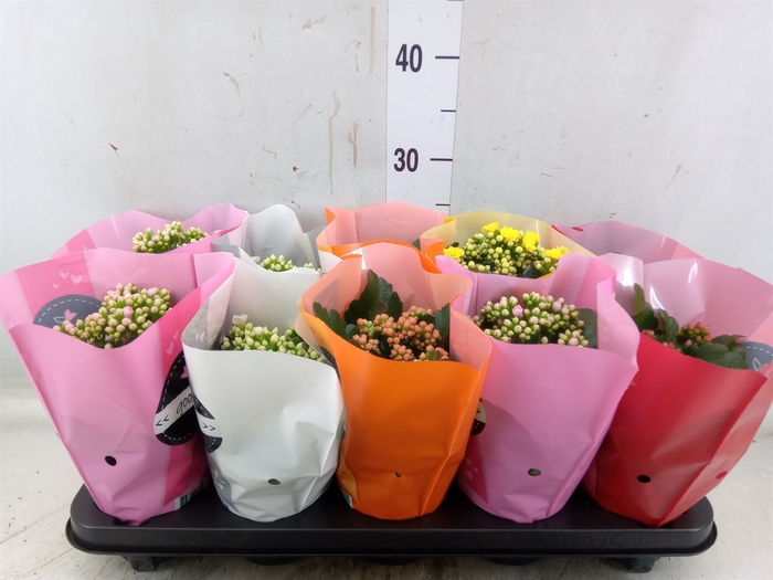 <h4>Kalanchoe blos.   ..rosebud rs fl 5</h4>