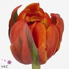 Tulipa do queensday