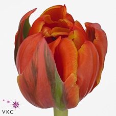 Tulipa do queensday