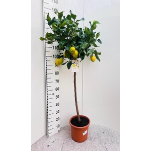 Citrus limone Lemon on stem