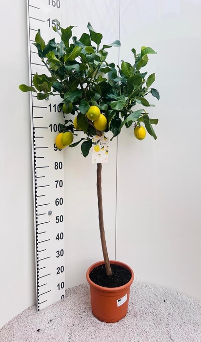 <h4>Citrus limone Lemon on stem</h4>