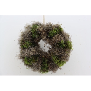 Wr Iron Grass Moss 30cm