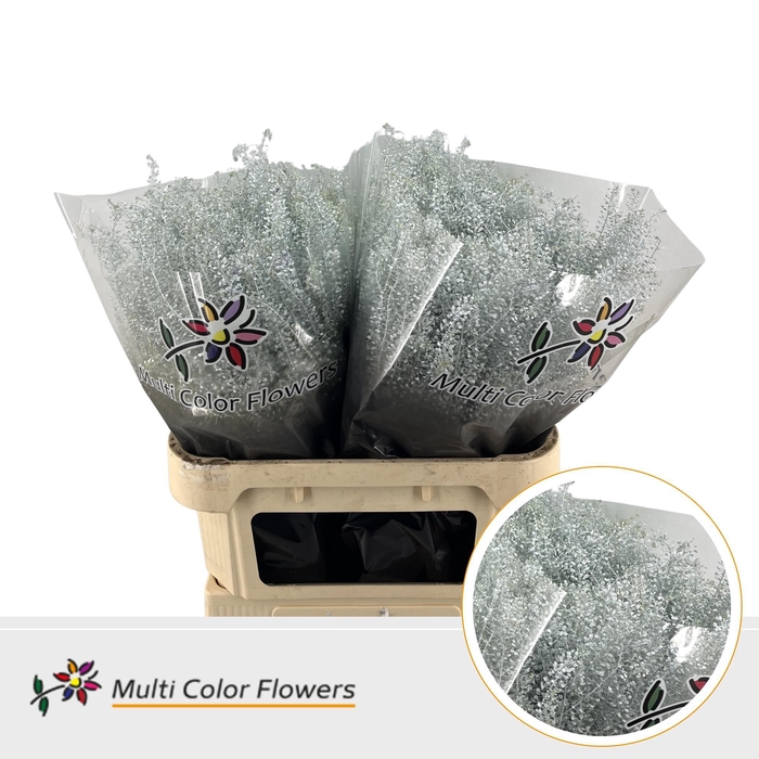 <h4>Thlaspi Wit</h4>