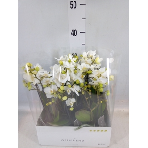 Phalaenopsis multi.   ...white
