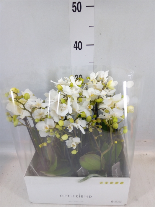 <h4>Phalaenopsis multi.   ...white</h4>