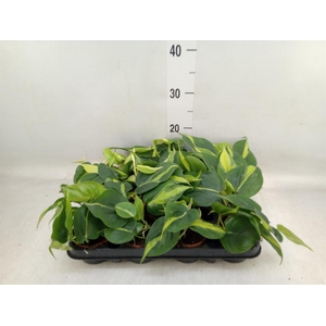 Philodendron scand. 'Brasil'