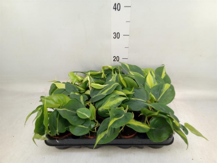 <h4>Philodendron scand. 'Brasil'</h4>