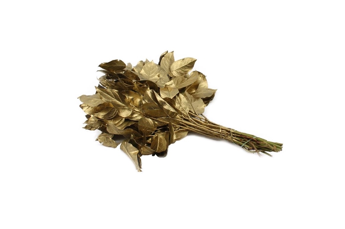 <h4>Salal Tip Gev. Goud</h4>