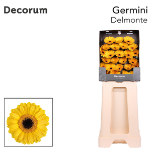 Germini Delmonte Diamond