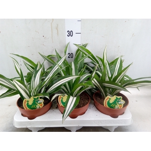 Dracaena fr de 'White Green'