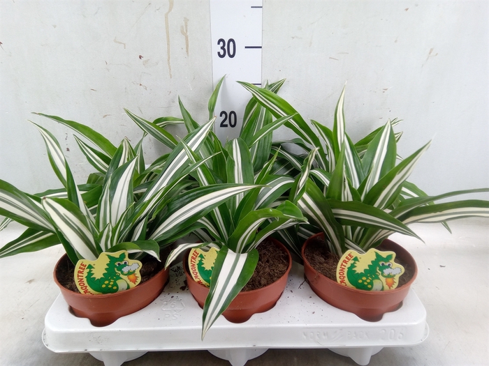 <h4>Dracaena fr de 'White Green'</h4>