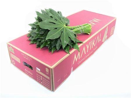 <h4>Aralia 40cm Medium</h4>