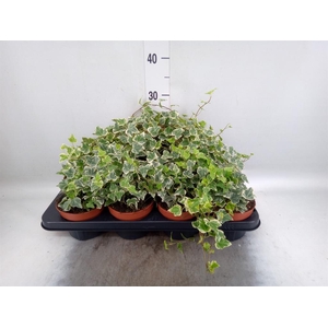HEDERA HELIX 'WHITE WONDER' ?*