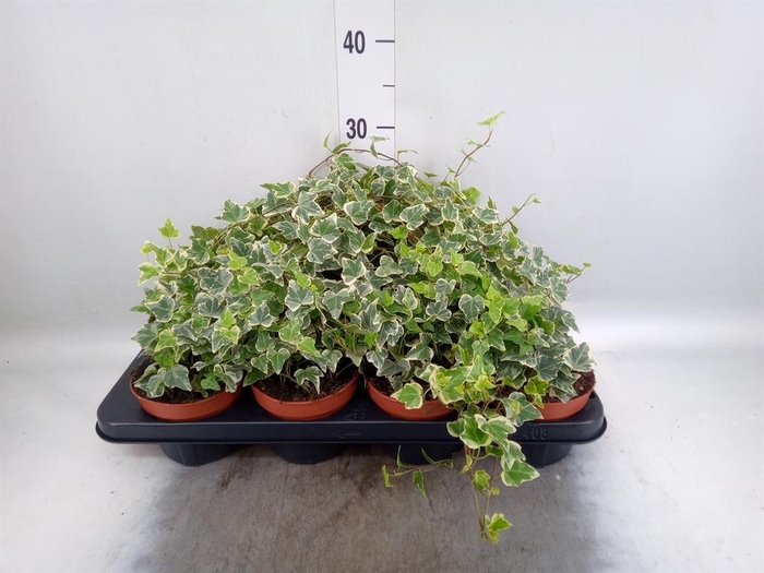 <h4>HEDERA HELIX 'WHITE WONDER' ?*</h4>