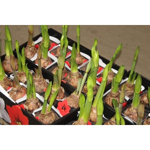 AMARYLLIS P14 MIN 2 HT