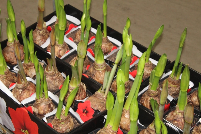 AMARYLLIS P14 MIN 2 HT