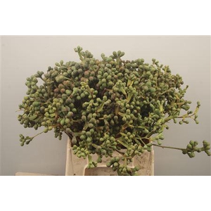 Euc Greenberry Per Bunch