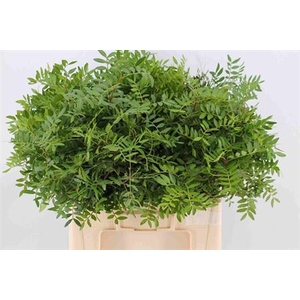 Pistache Spa 60 Cm P Tak