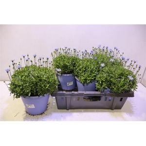 arr8 Feli Am Felicit Blue