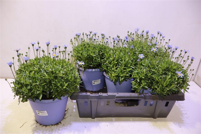 <h4>Feli Am Felicit Blue</h4>