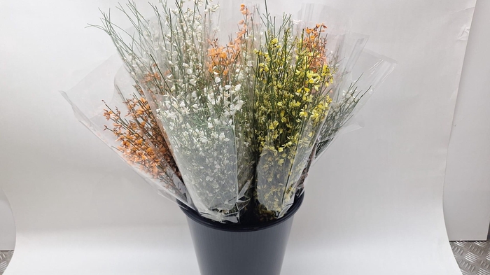 <h4>Mono Genista Klb per bos</h4>