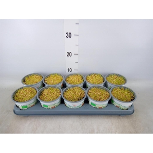 Hordeum sp.   ...kattegras zaai