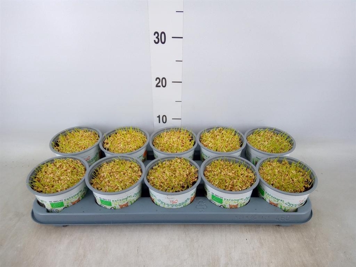 <h4>Hordeum sp.   ...kattegras zaai</h4>