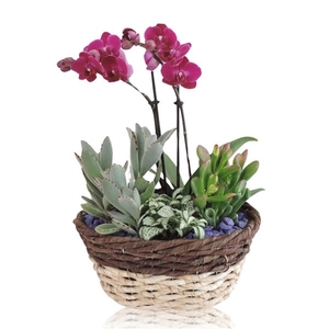 Collectie Lenn Arrangement Phalaenopsis in Mand 26 cm Ovaal