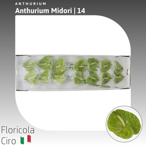 Anthurium Midori