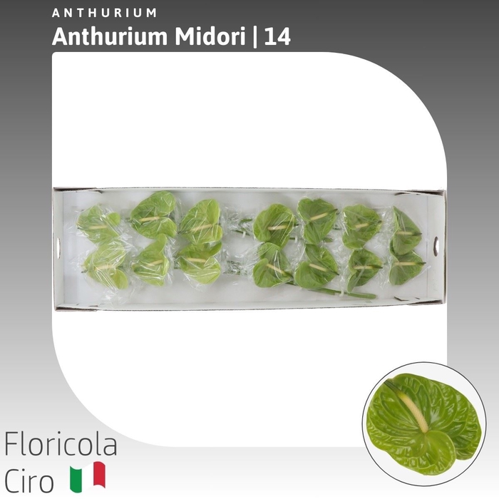 <h4>Anthurium Midori</h4>