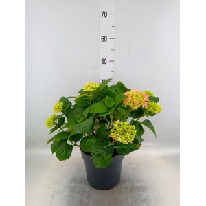 Hydrangea mac. 'Early'