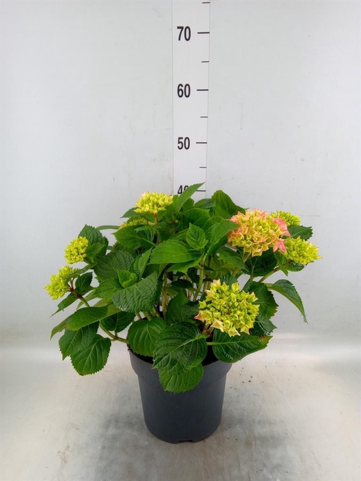 <h4>Hydrangea mac. 'Early'</h4>