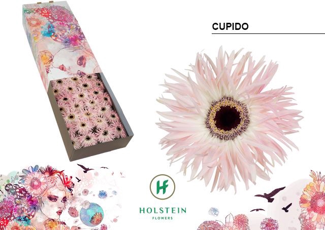 <h4>Gerbera Big Gerspider Cupido</h4>