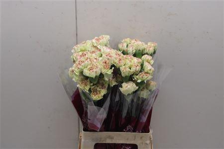 <h4>Di St Arthemis</h4>