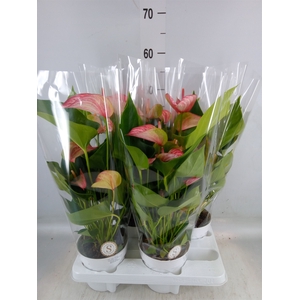Anthurium andr. 'Livium Red'