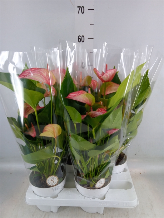 <h4>Anthurium andr. 'Livium Red'</h4>