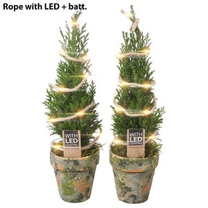 PTK25165 Ellwoodii in terracotta pot met LED