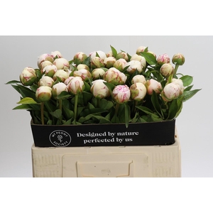 Paeonia Mary E. Nicholls