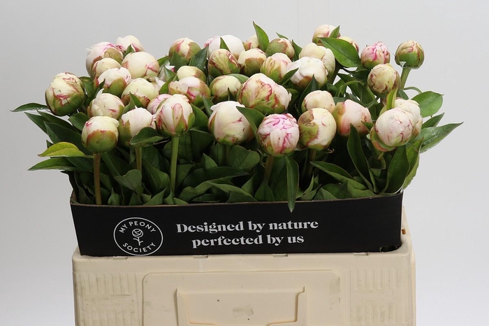 <h4>Paeonia Mary E. Nicholls</h4>