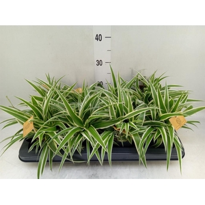 Chlorophytum com. 'Ocean'